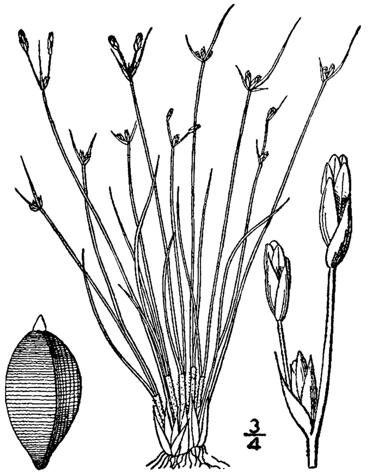 Densetuft hairsedge (Bulbostylis capillaris)