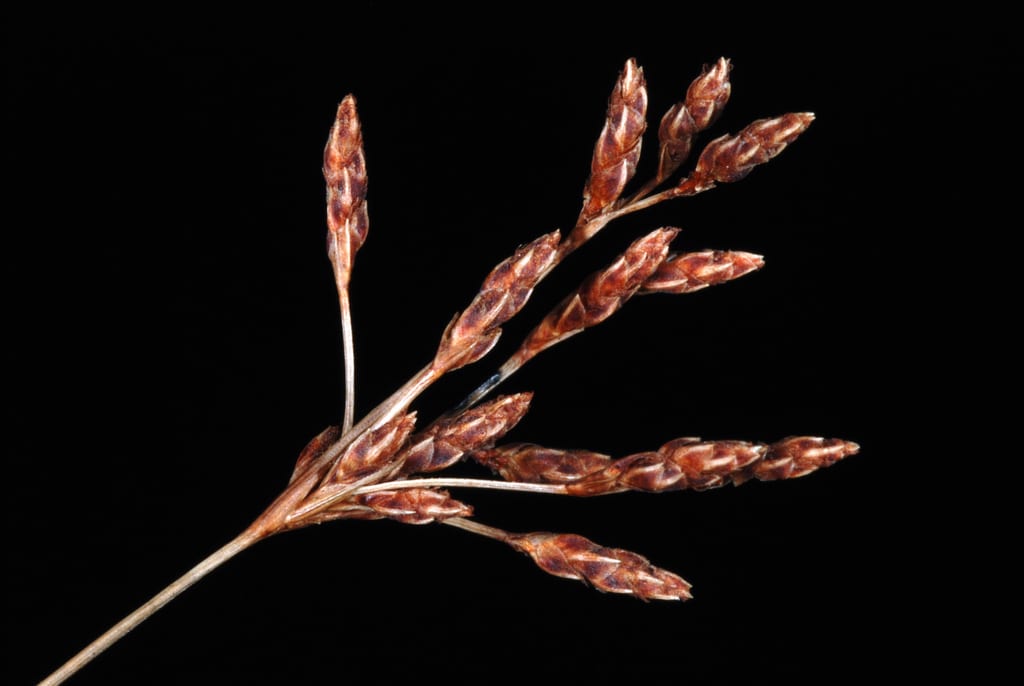 Capillary hair sedge (Bulbostylis ciliatifolia var. ciliatifolia)
