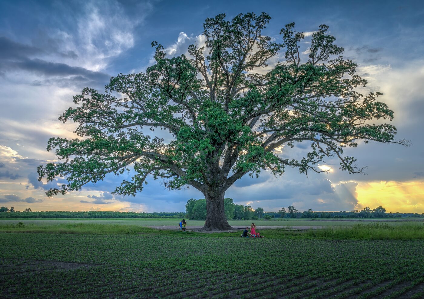 Bur Oak (Quercus macrocarpa) — open-grown savanna form with broad spreading crown