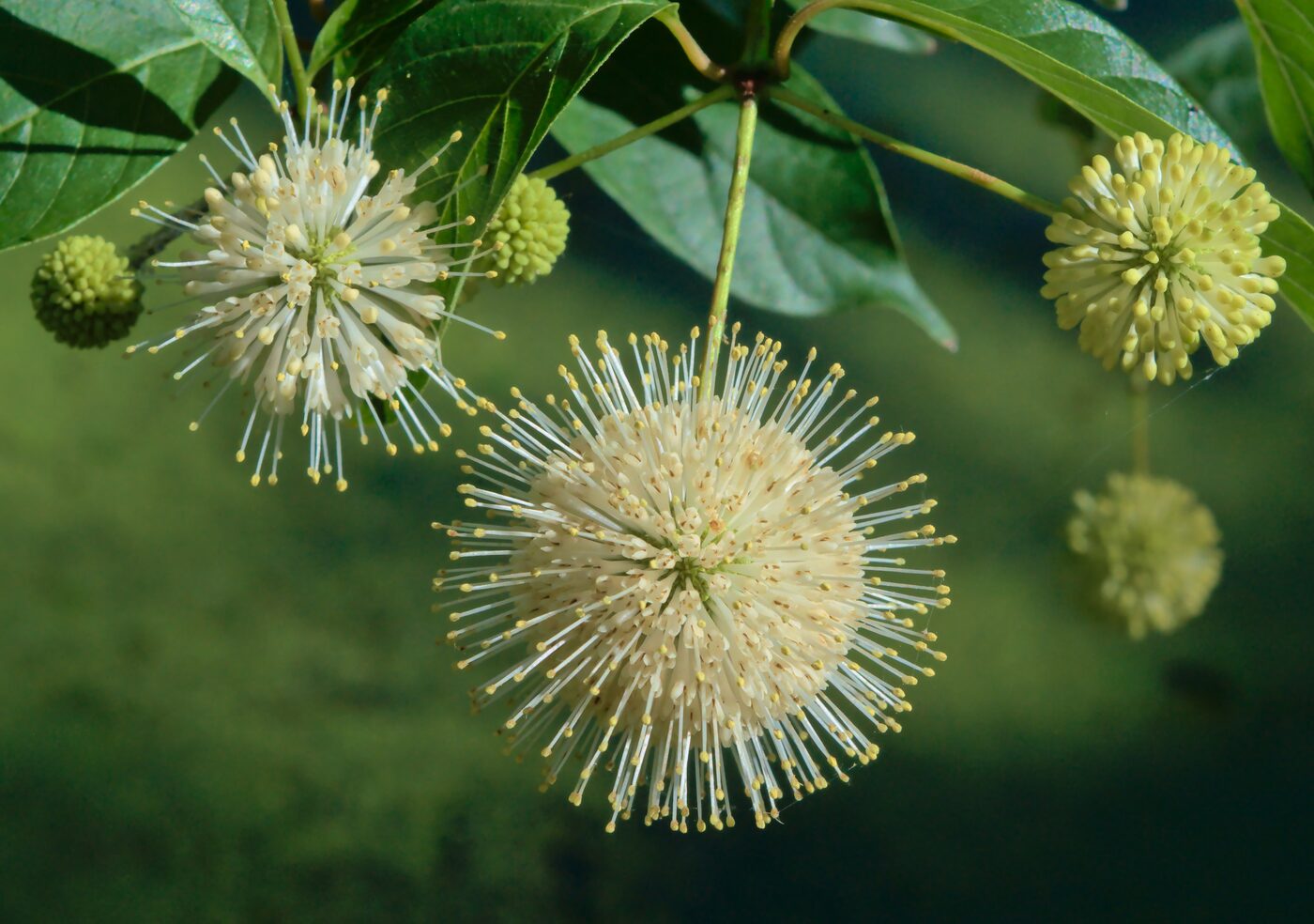 Buttonbush (Cephalanthus occidentalis) — spherical white pincushion flower heads