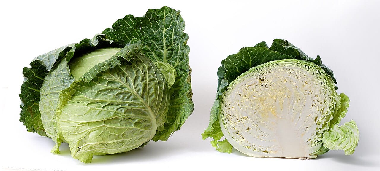 Cabbage (Brassica oleracea (Capitata Group))