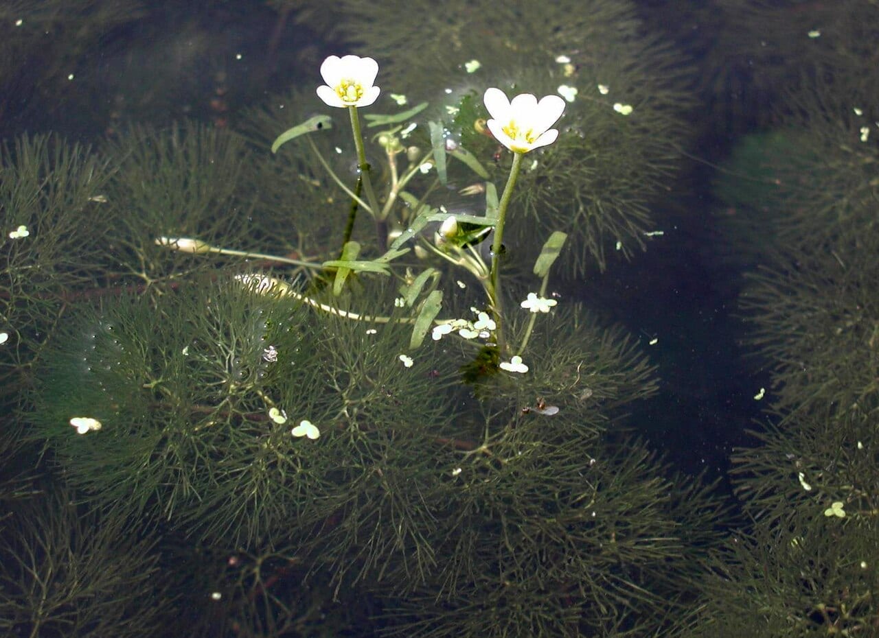 Carolina fanwort (Cabomba caroliniana var. caroliniana)