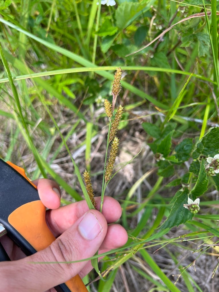 Deam's sedge (Carex × deamii)