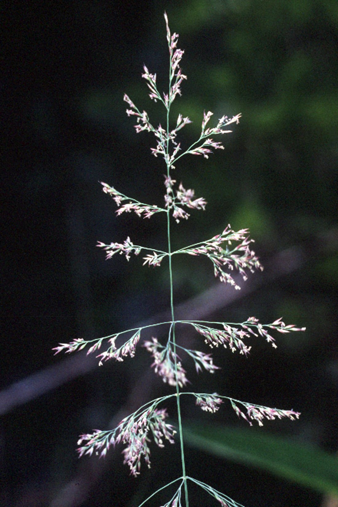 Bluejoint (Calamagrostis canadensis var. canadensis)