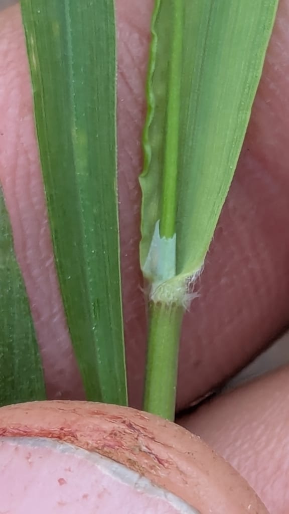 Porter's reed grass (Calamagrostis porteri)