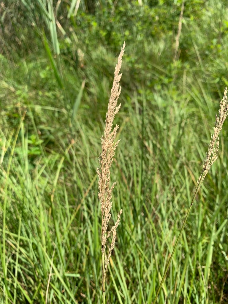 Northern reedgrass (Calamagrostis stricta ssp. inexpansa)