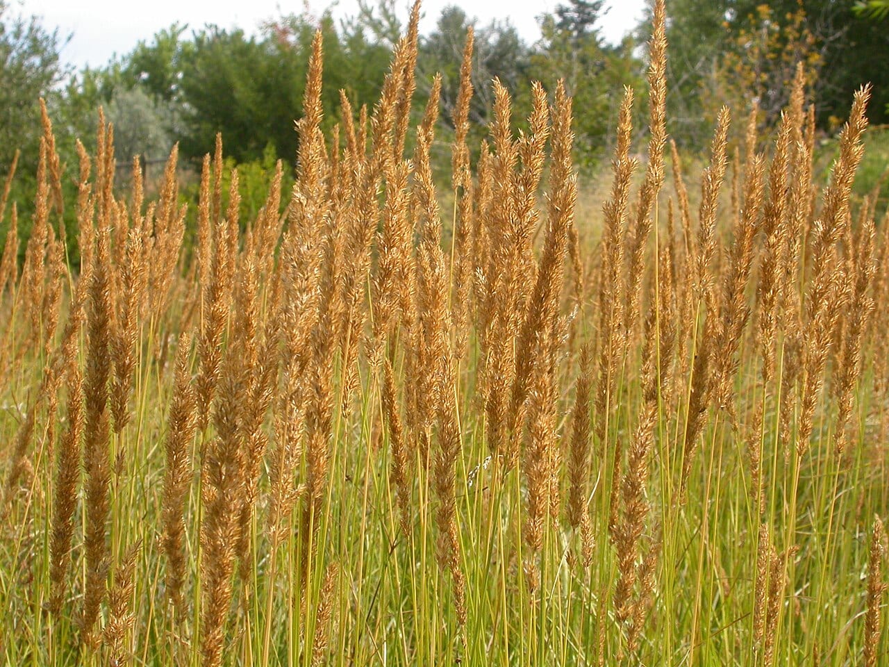 Slimstem reedgrass (Calamagrostis stricta)