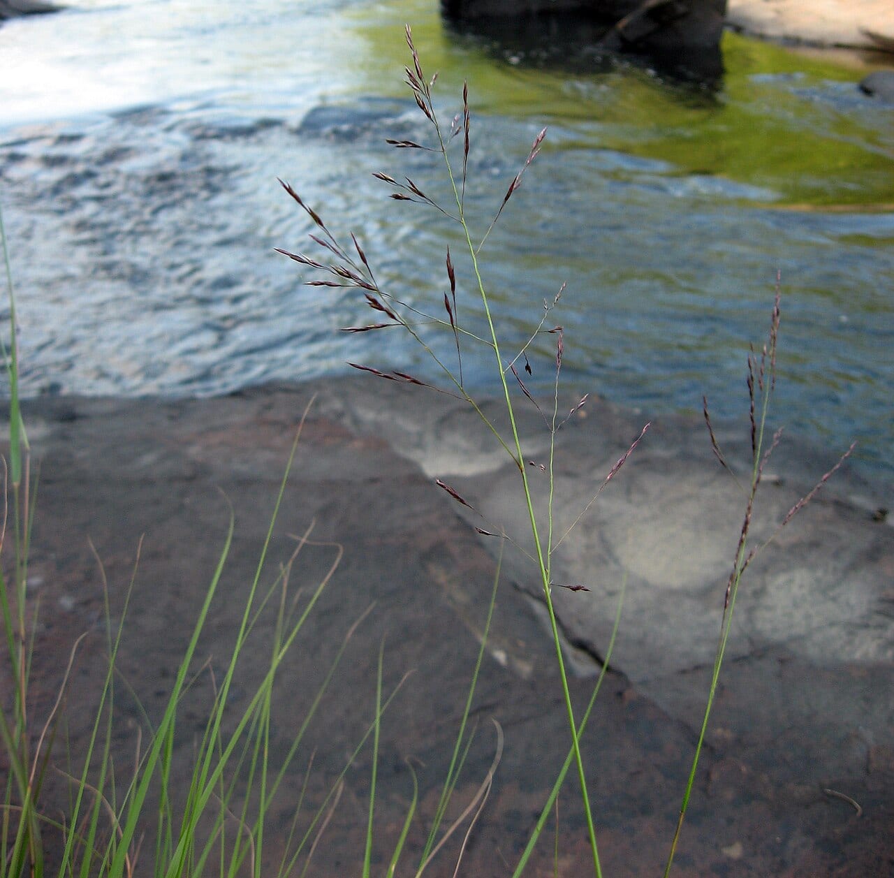 Cumberland sandreed (Calamovilfa arcuata)