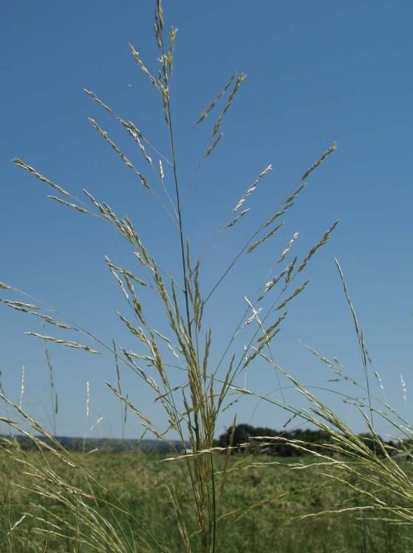 Giant sandreed (Calamovilfa gigantea)