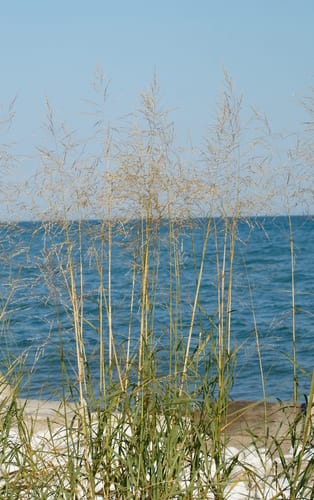 Prairie sandreed (Calamovilfa longifolia var. longifolia)
