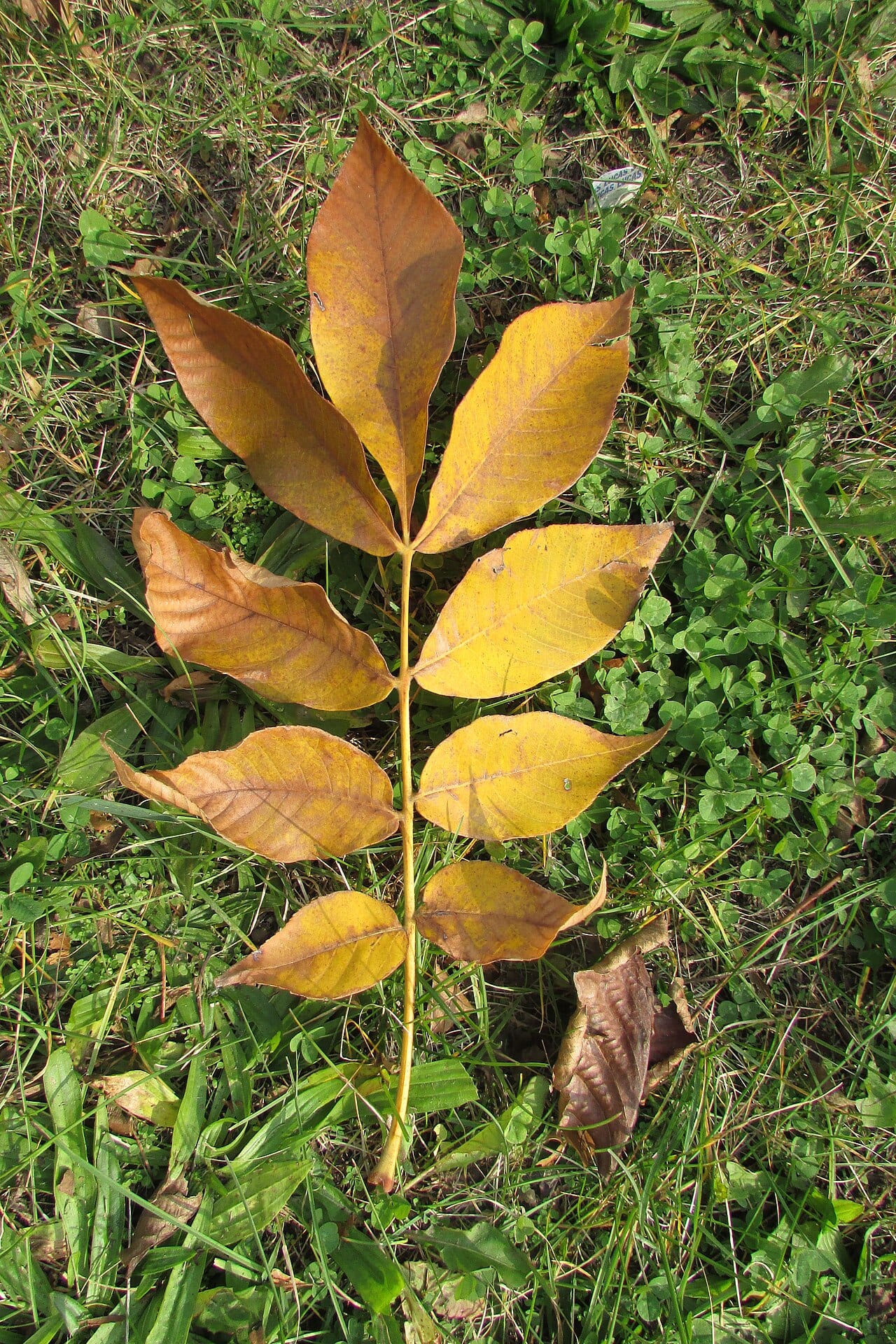 Leconte hickory (Carya × lecontei)