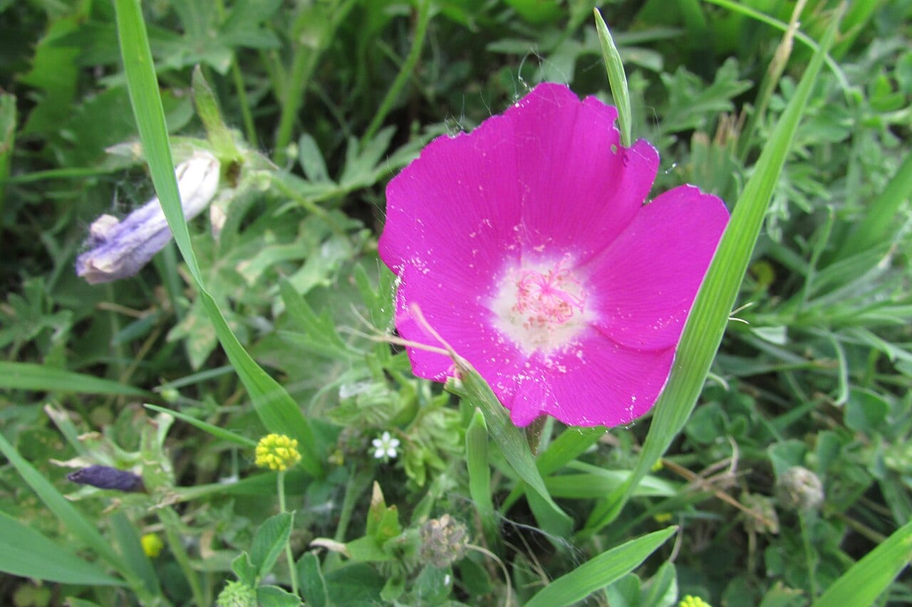 Bush's poppy mallow (Callirhoe bushii)