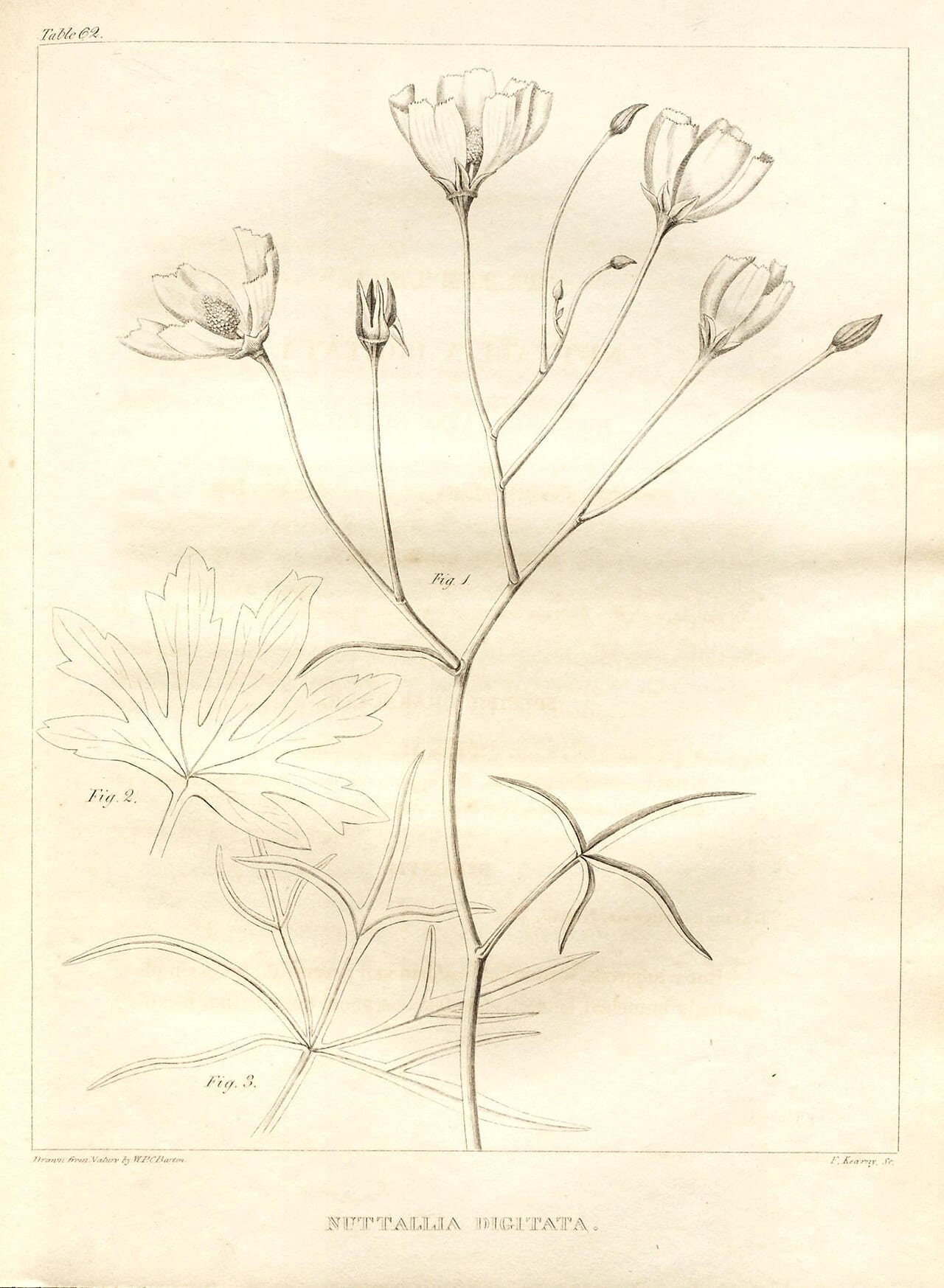 Winecup (Callirhoe digitata)