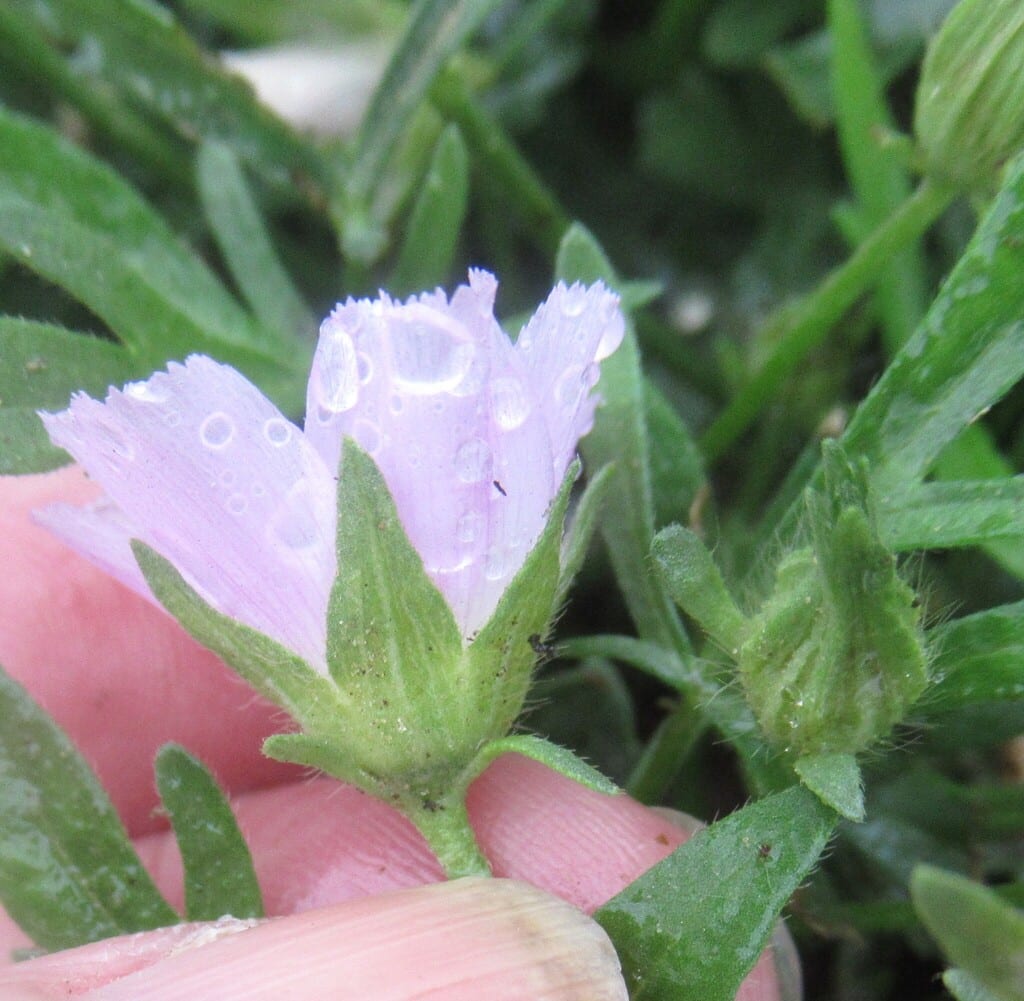 White poppymallow (Callirhoe involucrata var. lineariloba)