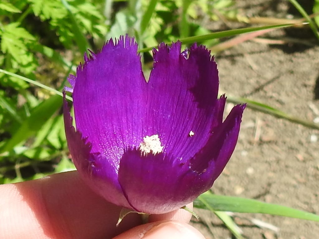Palmleaf poppymallow (Callirhoe pedata)