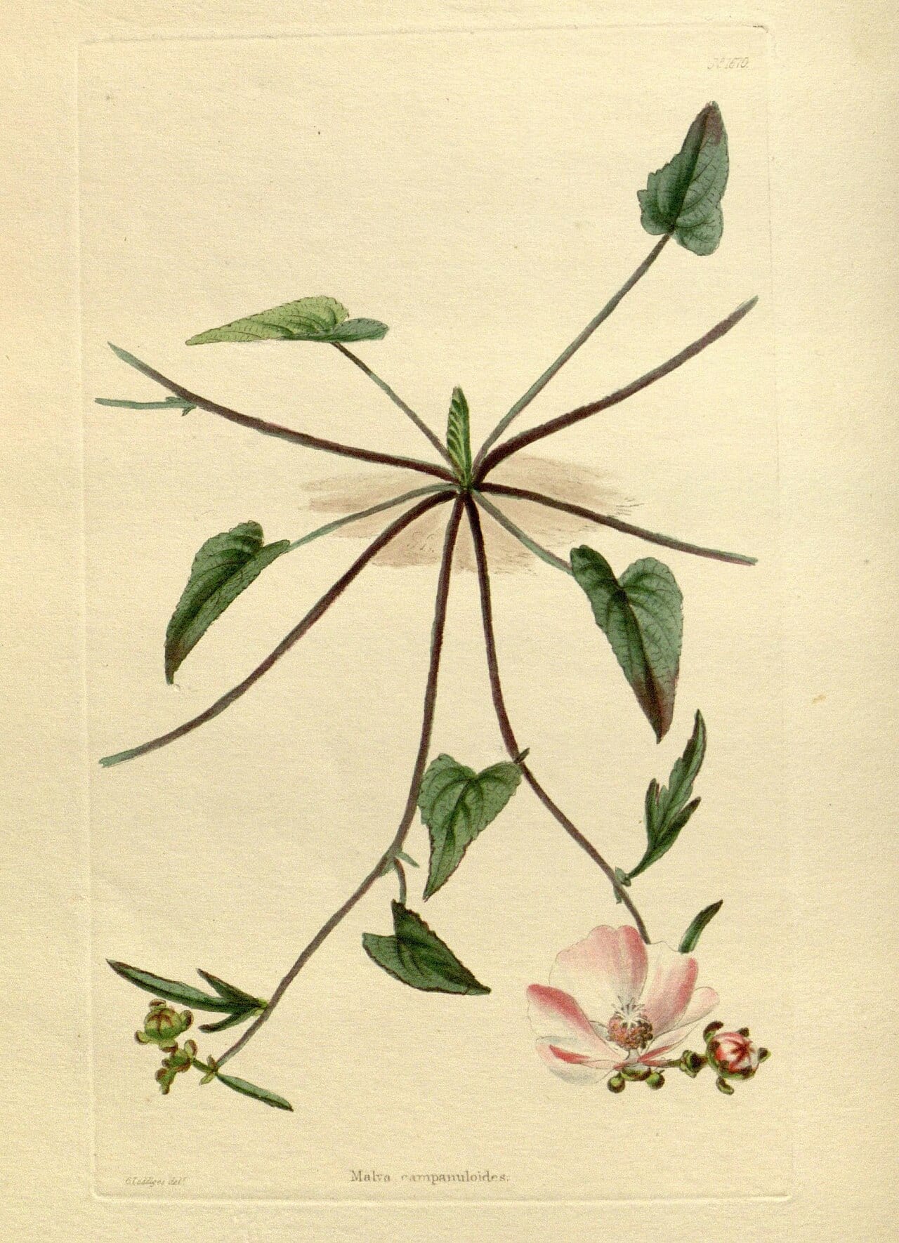 Clustered poppy-mallow (Callirhoe triangulata)