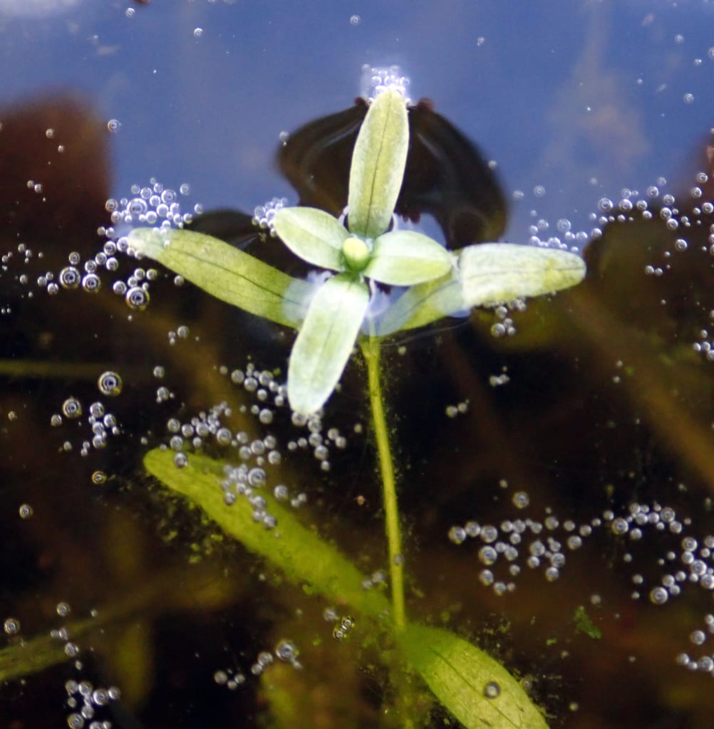 Two-headed water-starwort (Callitriche heterophylla ssp. heterophylla)