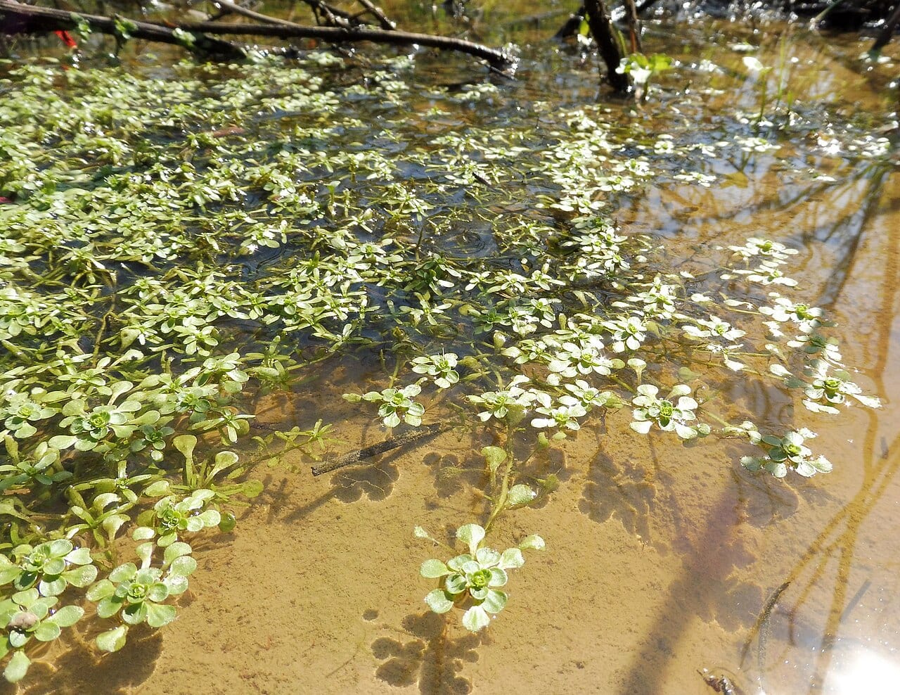 Two-headed water-starwort (Callitriche heterophylla)