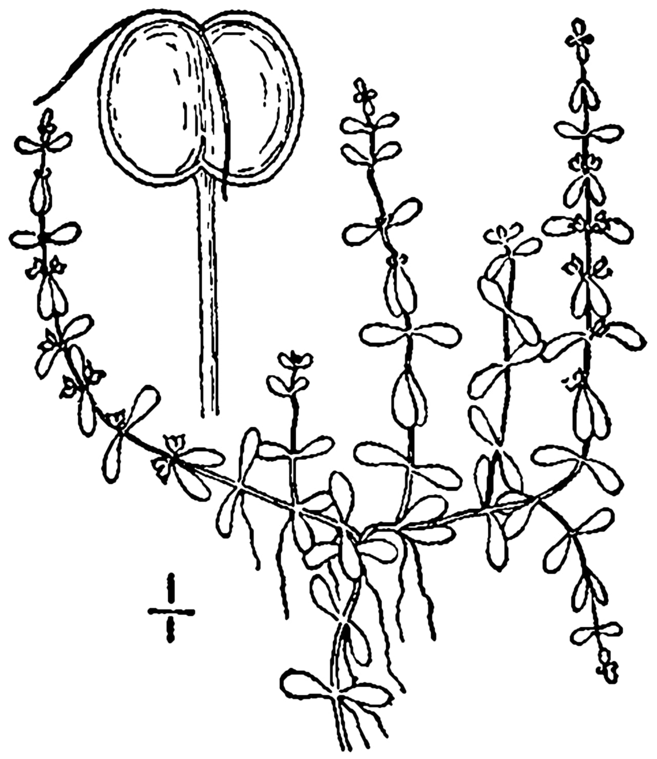 Terrestrial water-starwort (Callitriche terrestris)