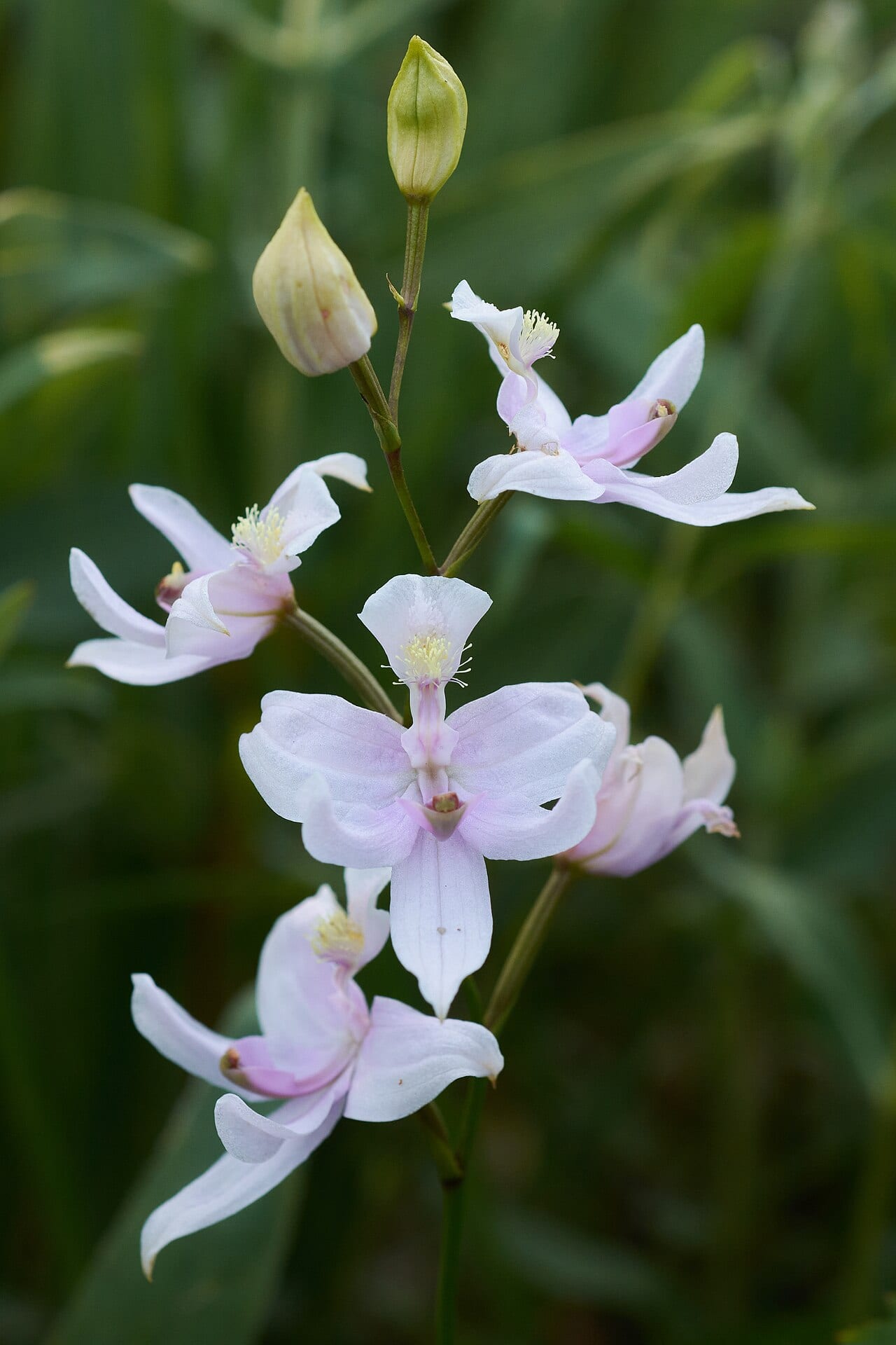Oklahoma grasspink (Calopogon oklahomensis)