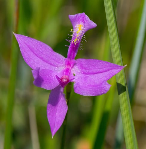 Tuberous grasspink (Calopogon tuberosus var. tuberosus)