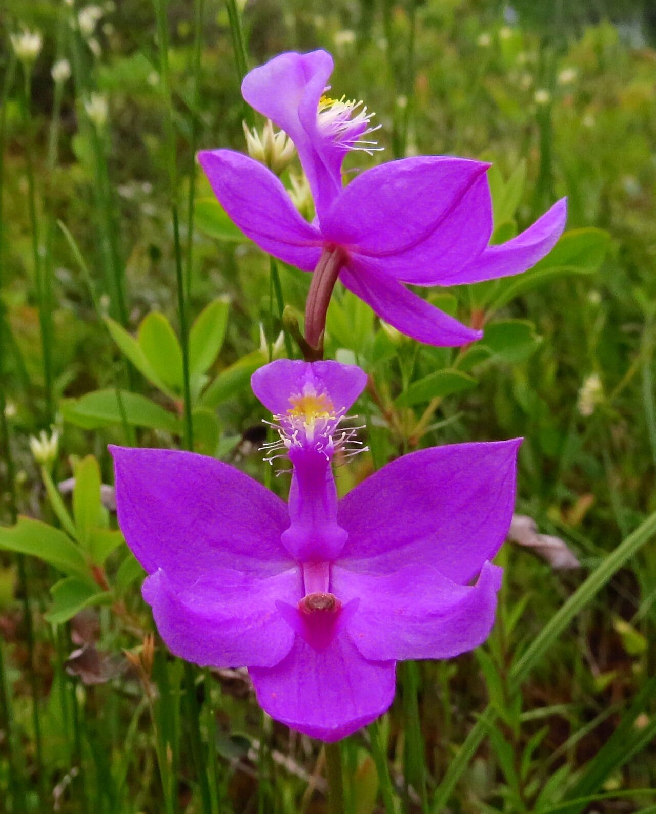 Tuberous grasspink (Calopogon tuberosus)