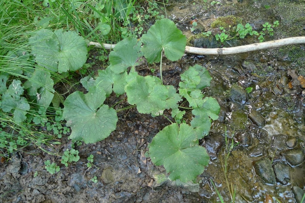 Yellow marsh marigold (Caltha palustris var. palustris)