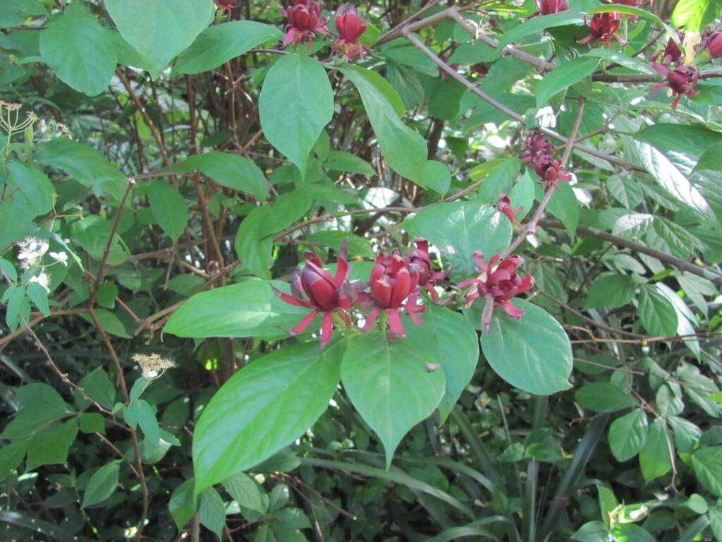 Eastern sweetshrub (Calycanthus floridus var. glaucus)