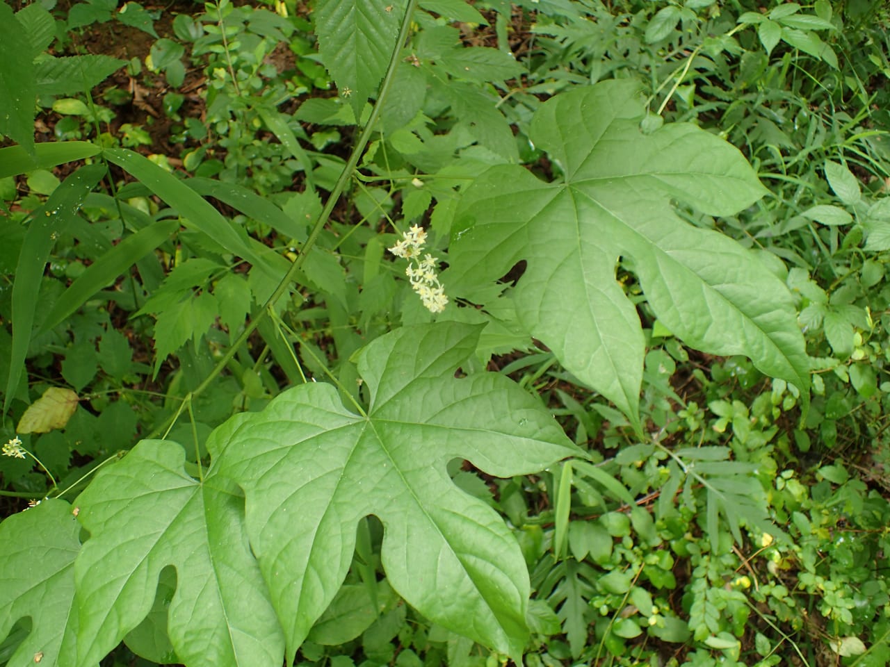 Cupseed (Calycocarpum lyonii)