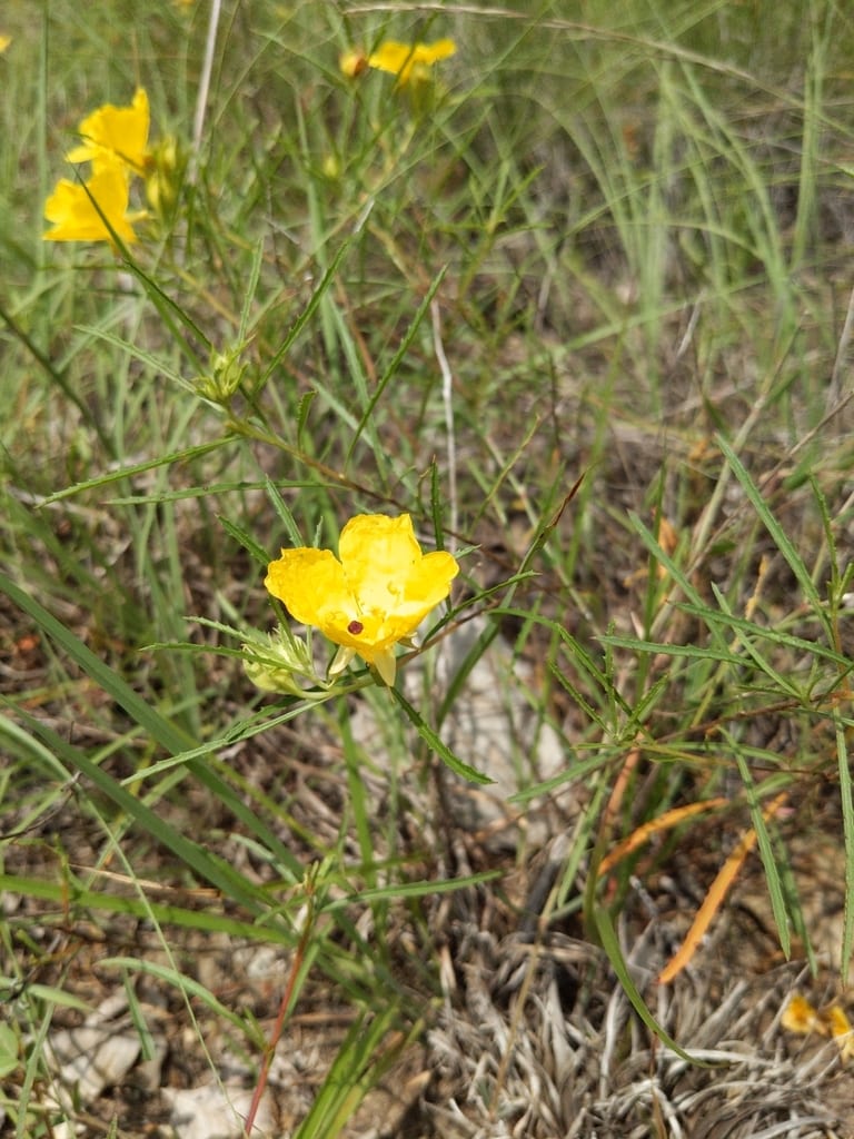 Berlandier's sundrops (Calylophus berlandieri ssp. pinifolius)