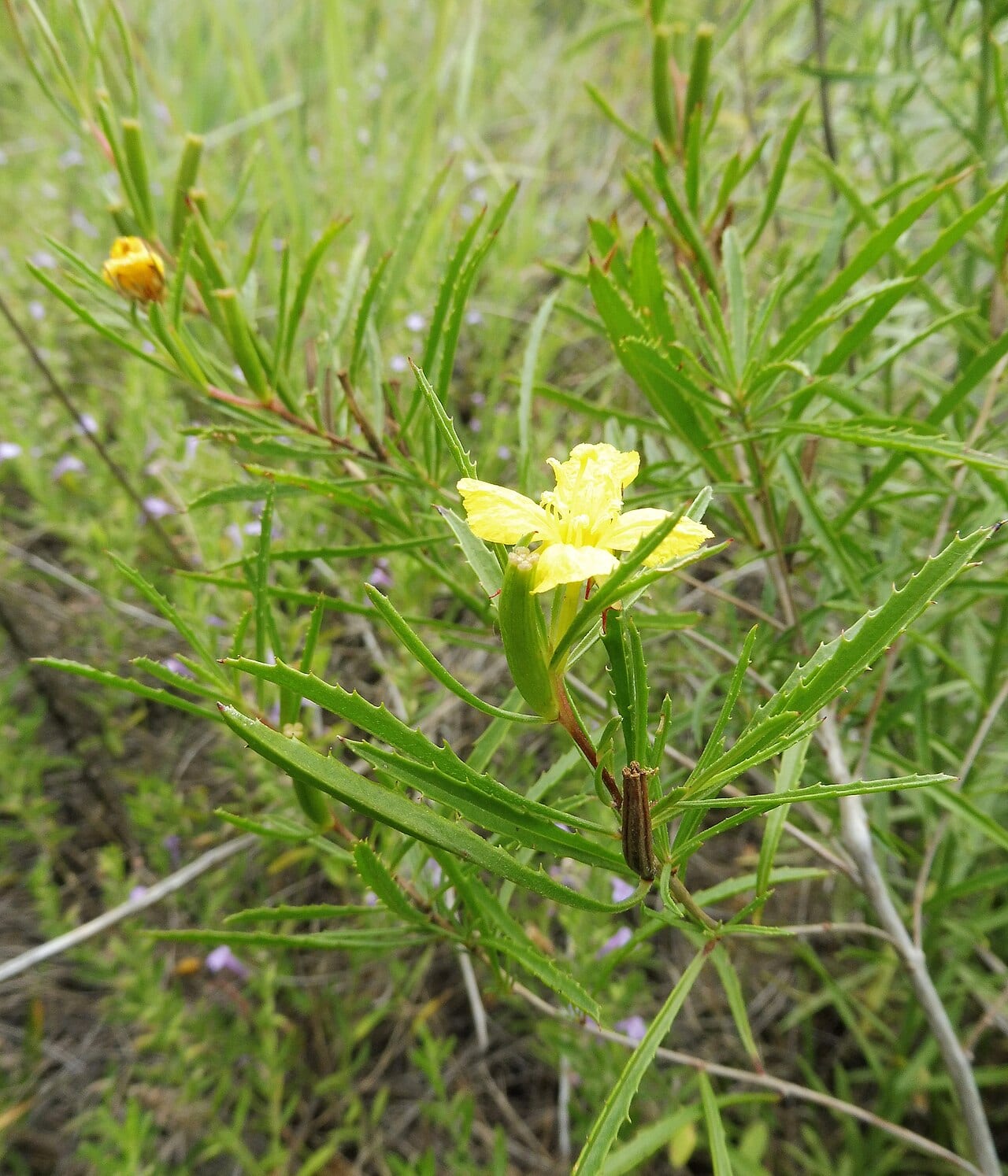 Berlandier's sundrops (Calylophus berlandieri)