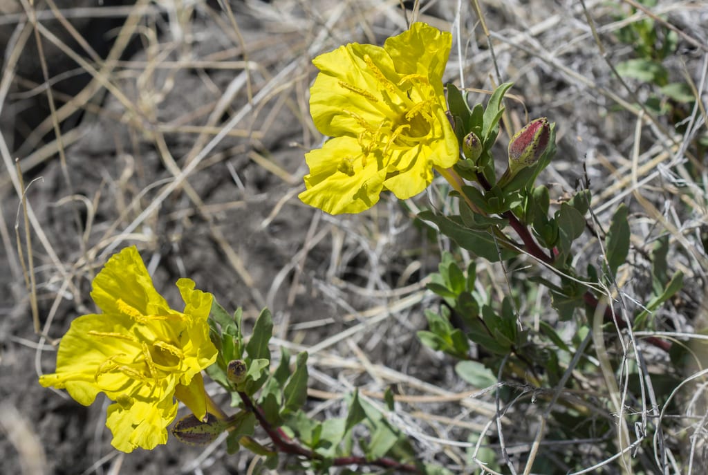 Hartweg's sundrops (Calylophus hartwegii ssp. fendleri)