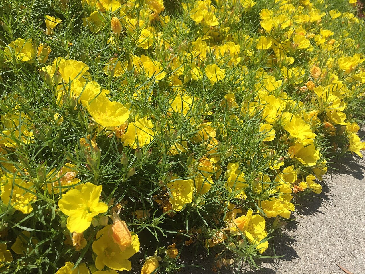 Hartweg's sundrops (Calylophus hartwegii)