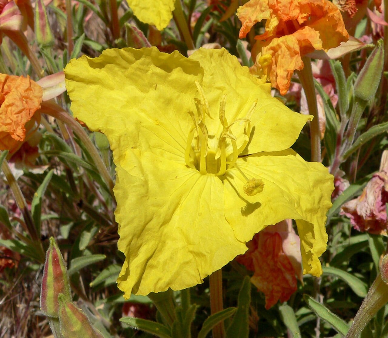 Lavenderleaf sundrops (Calylophus lavandulifolius)