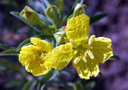 Yellow sundrops (Calylophus serrulatus)