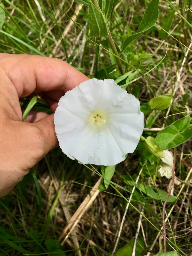 Macoun's false bindweed (Calystegia macounii)