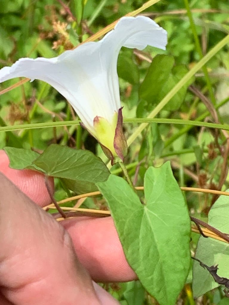 Hedge false bindweed (Calystegia sepium ssp. americana)