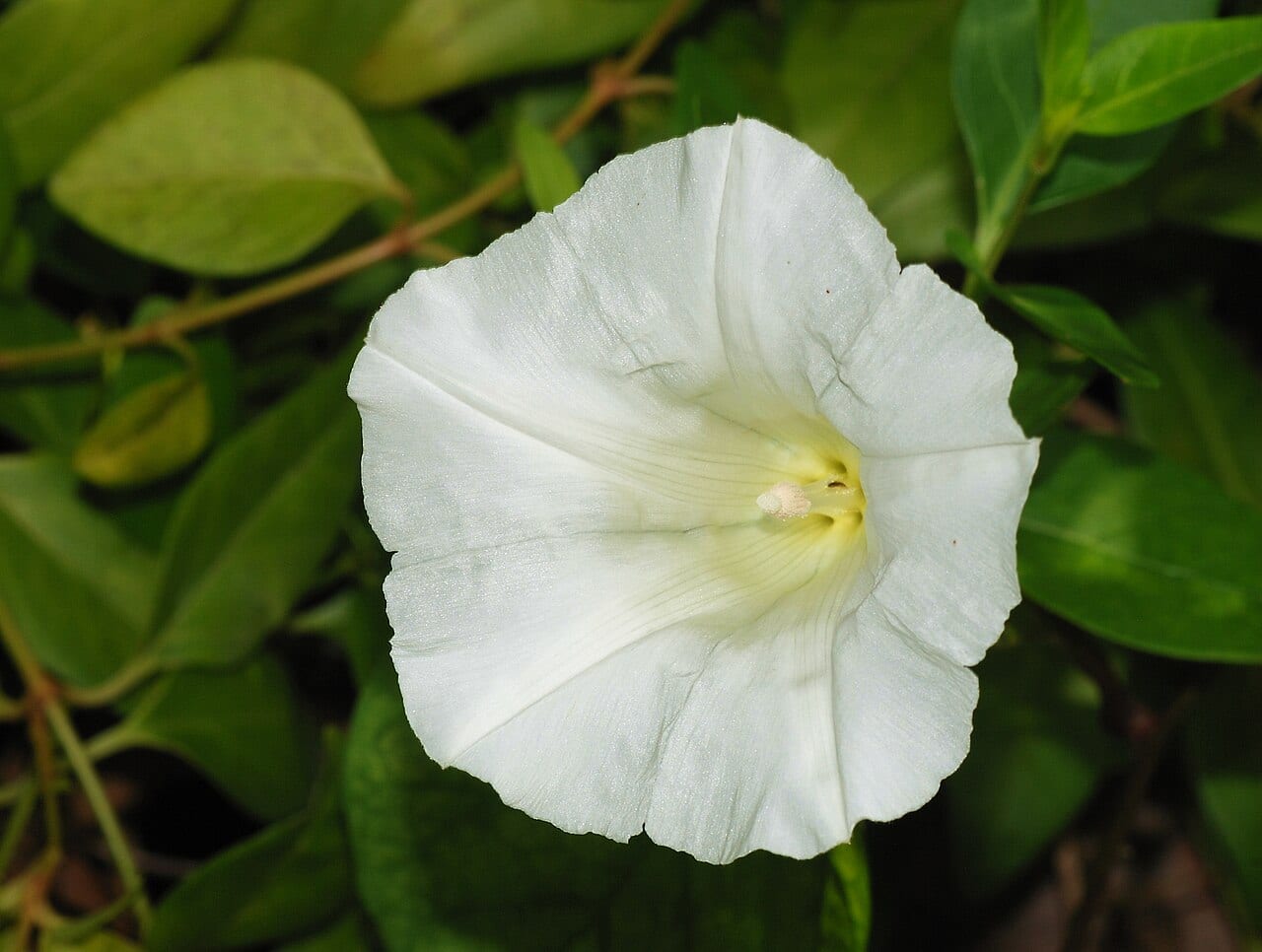 Hedge false bindweed (Calystegia sepium)