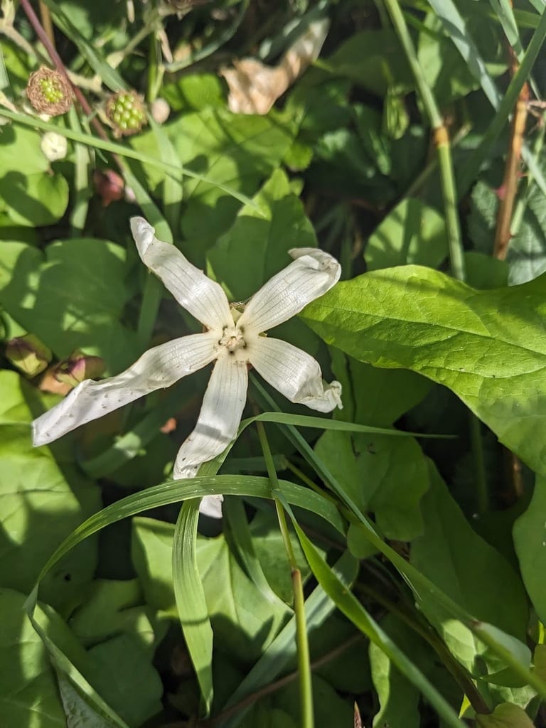 Shortstalk false bindweed (Calystegia silvatica ssp. fraterniflora)