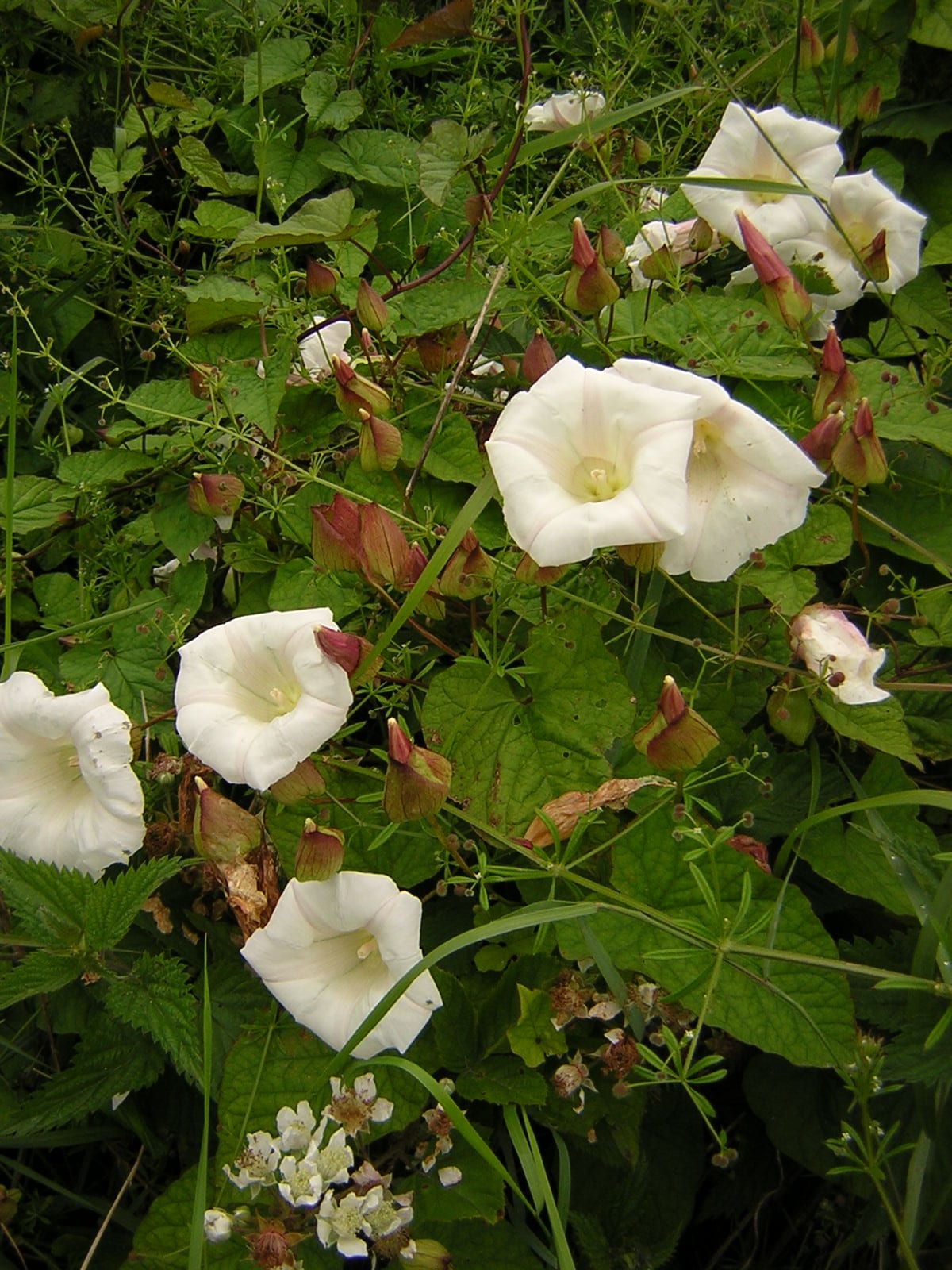 Shortstalk false bindweed (Calystegia silvatica)