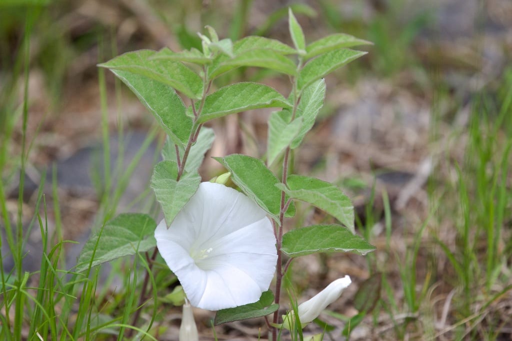 Low false bindweed (Calystegia spithamaea ssp. spithamaea)