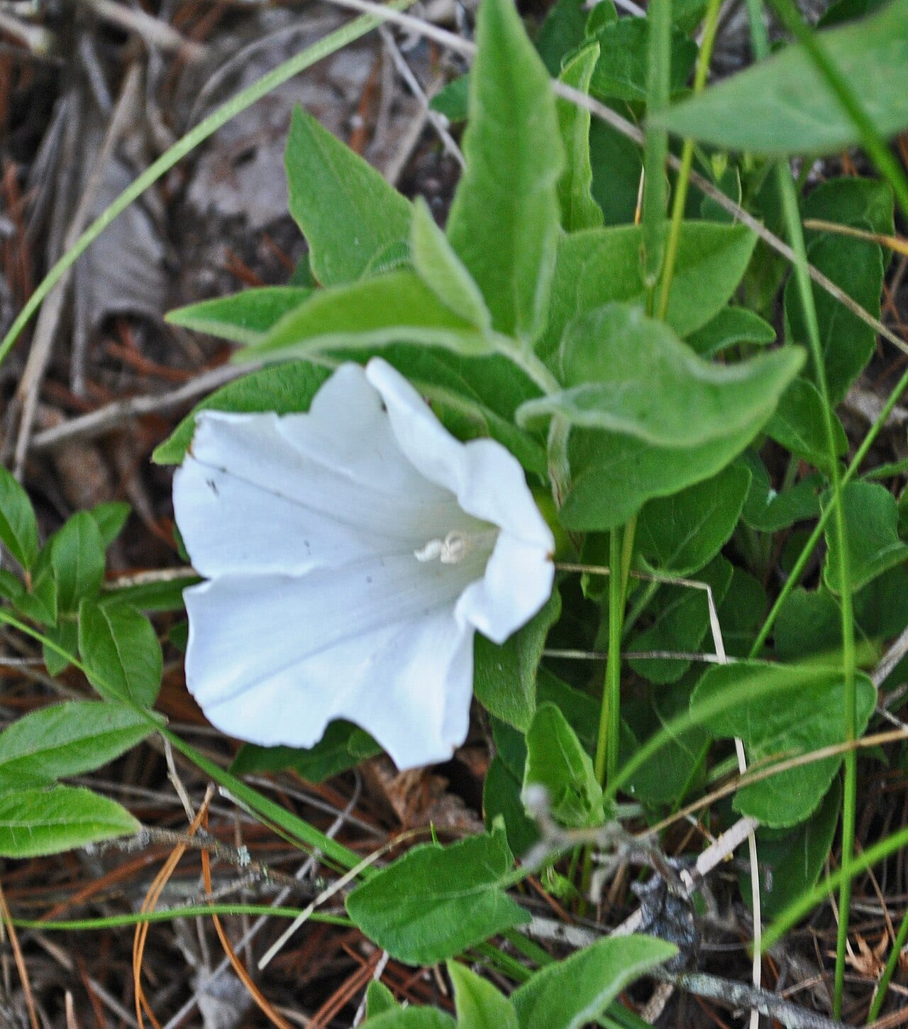 Low false bindweed (Calystegia spithamaea)
