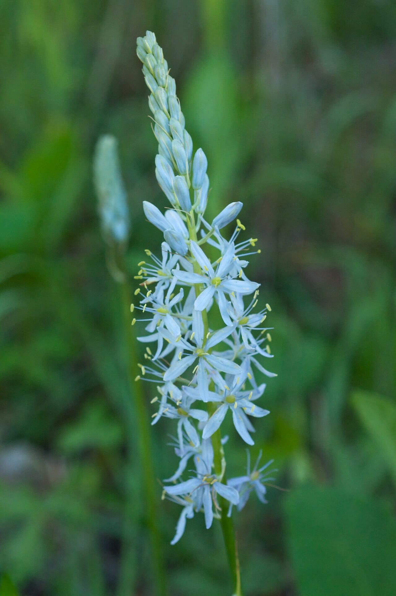 Atlantic camas (Camassia scilloides)