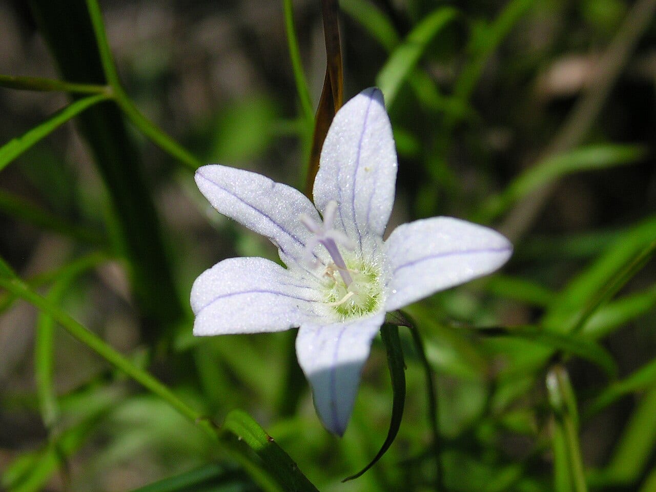 Marsh bellflower (Campanula aparinoides)