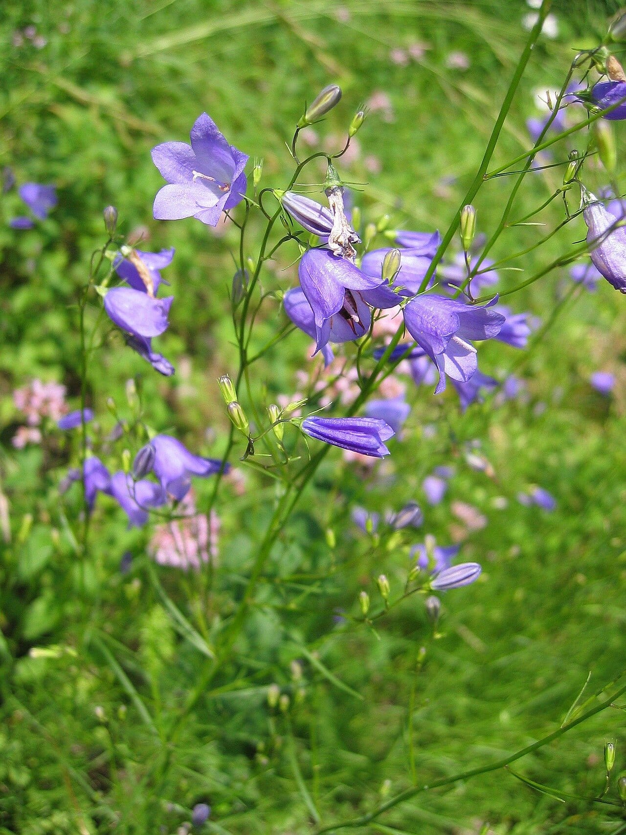 Bluebell bellflower (Campanula rotundifolia)
