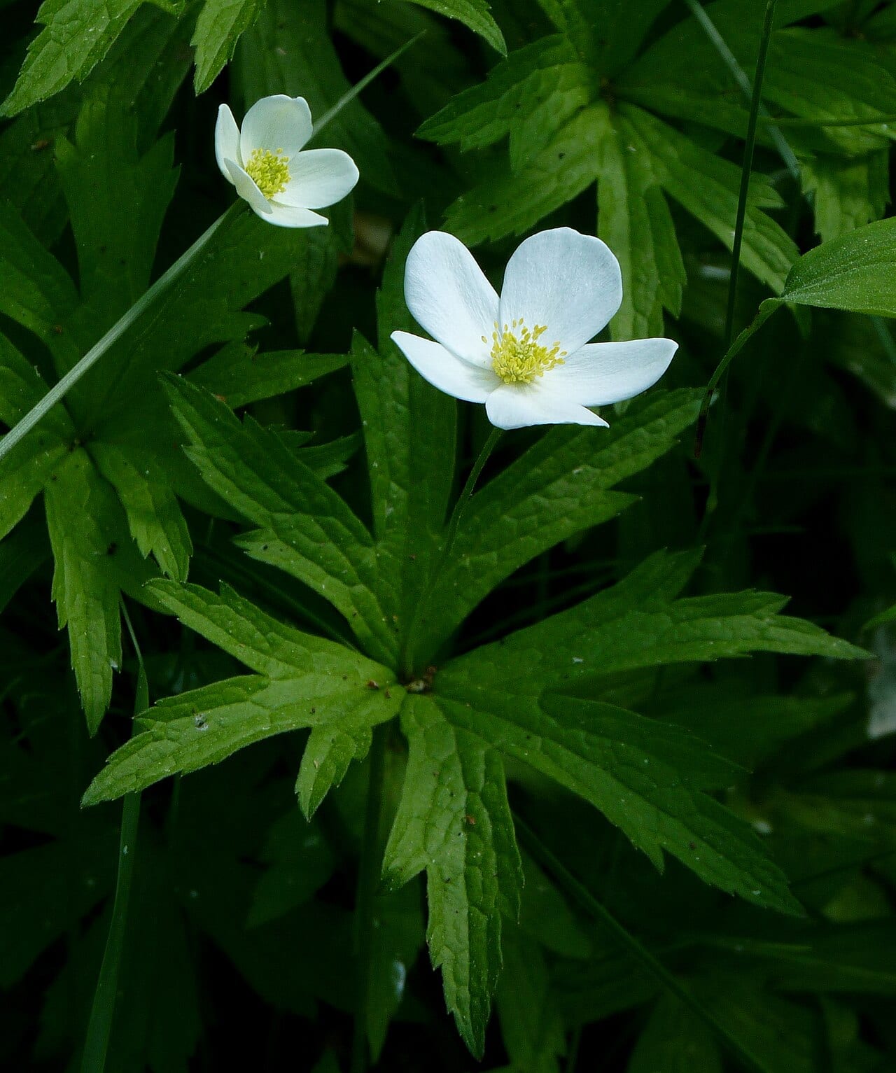 Canada Anemone (Anemone canadensis)