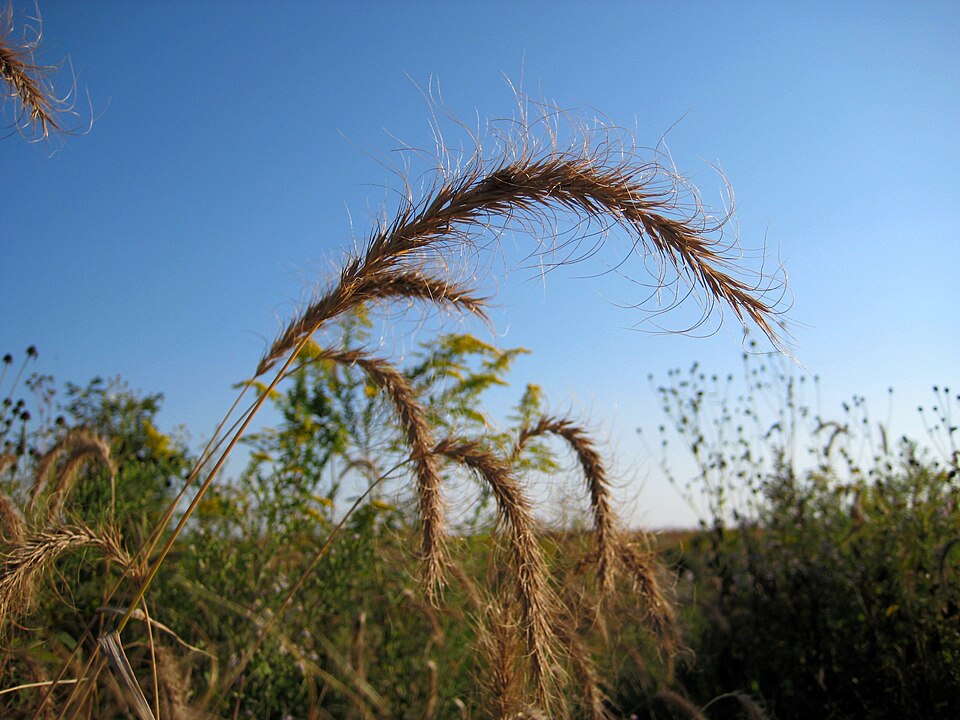 Canada Wild Rye (Elymus canadensis) with nodding bristly seed heads