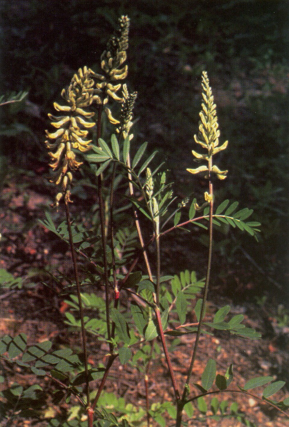 Canadian Milkvetch (Astragalus canadensis) with dense spikes of creamy-white pea flowers