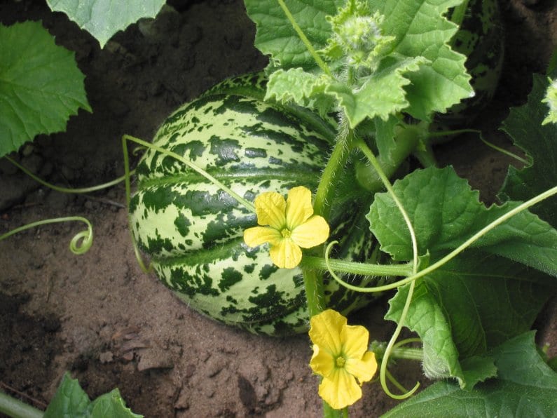 Cantaloupe (Cucumis melo (Reticulatus Group))