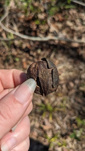 Hybrid hickory (Carya × nussbaumeri)